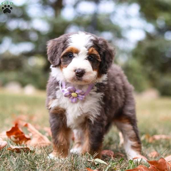 Tara, Mini Bernedoodle Puppy